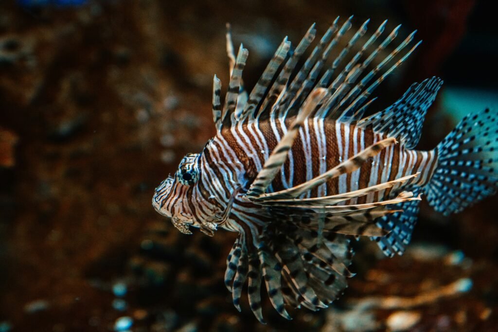 brown and black fish